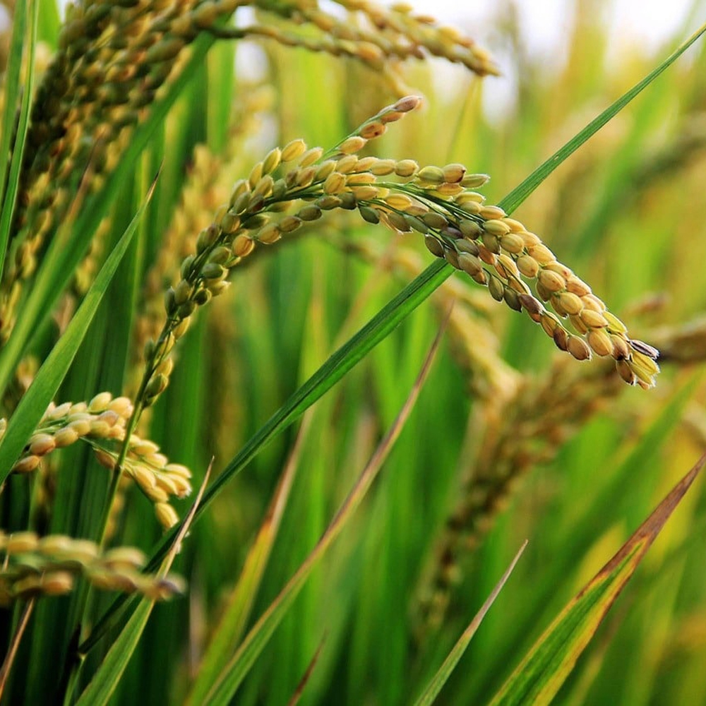 Harvesting Abundance: A Comprehensive Guide to Cultivating and Caring for Rice Crops