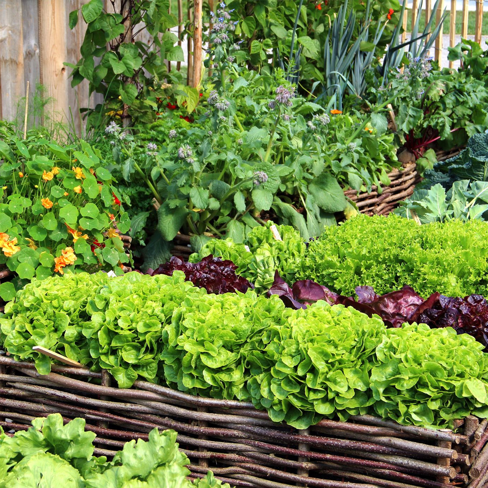 Sustainable Greens Galore: Cultivating Eco-Friendly Delights in Your Garden