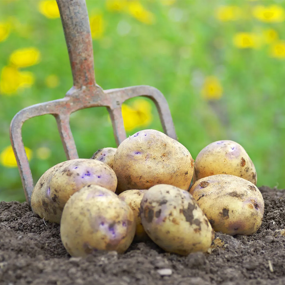 The Versatile World of Potatoes: A Culinary Marvel