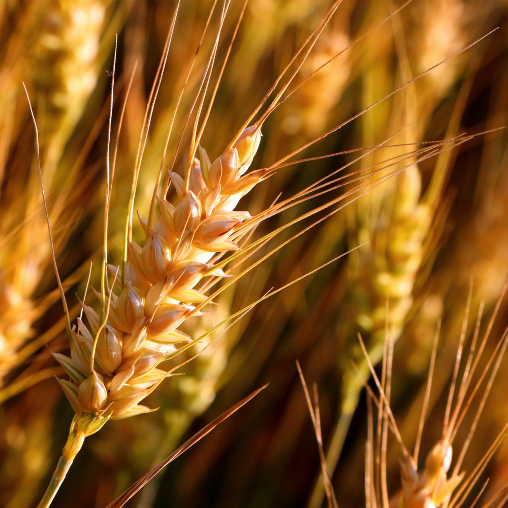 Nurturing Abundance: A Comprehensive Guide to Wheat Crop Cultivation for Bountiful Harvests