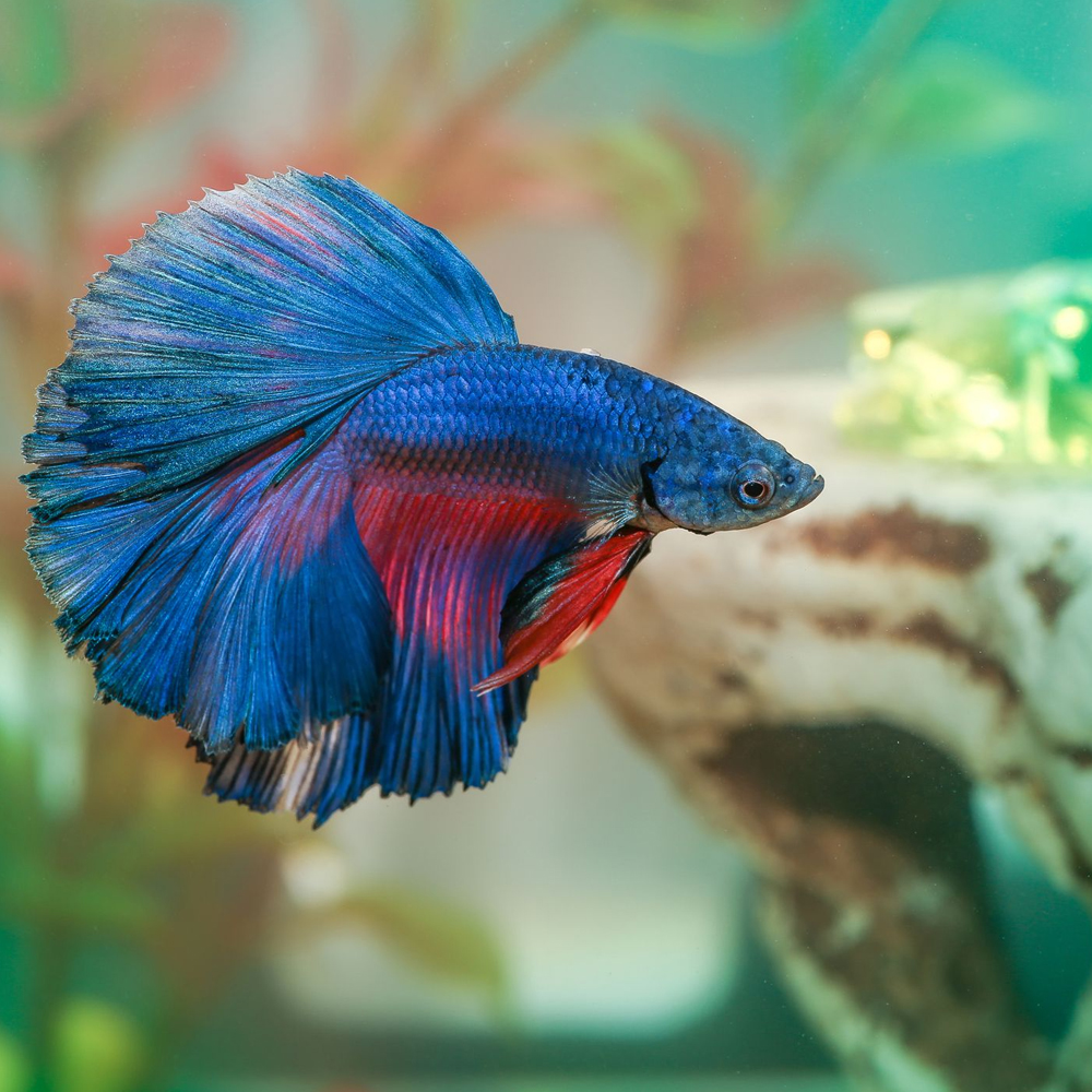 The Ultimate Guide to Colorful Aquarium Fish: A Beginner’s Handbook for Vibrant Underwater Companions