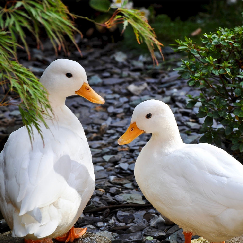 Quacking Up: A Comprehensive Guide to Duck Breeds and Care for Feline Enthusiasts