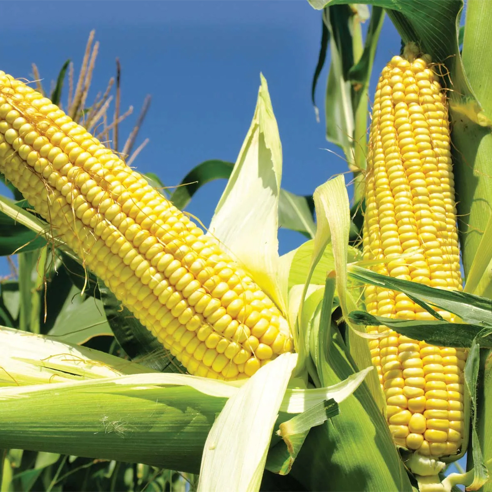 Nurturing Abundance: A Comprehensive Guide to Cultivating a Bountiful Corn Crop