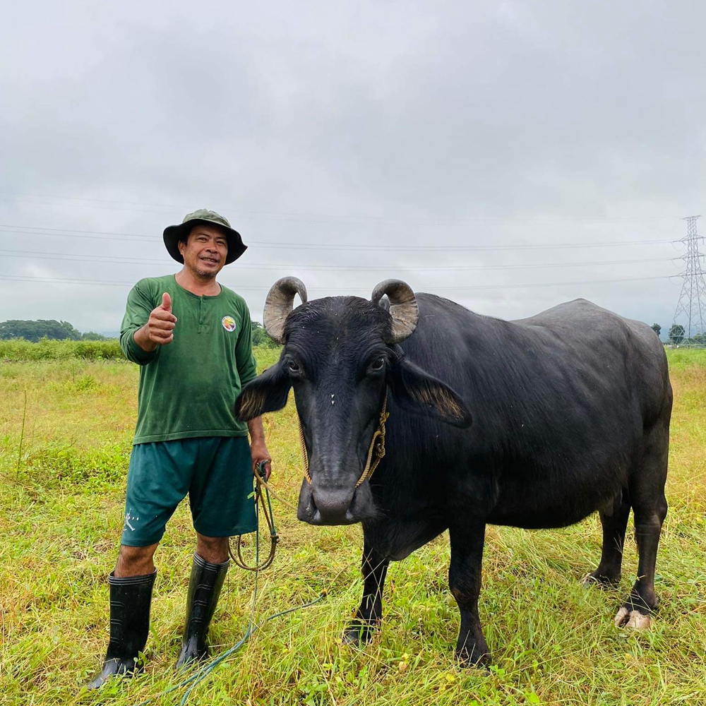 Buffalo Breeds: Exploring Diversity in Bovine Giants