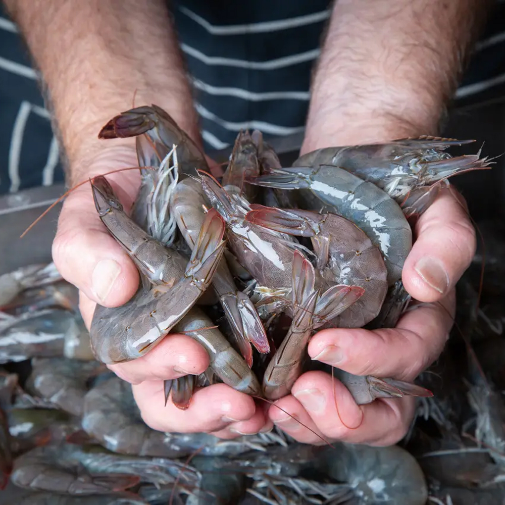 Savor the Delight: Exploring the World of Shrimp Delicacies